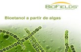 Bioetanola partir de algas