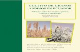 CULTIVO DE GRANOS ANDINOS EN ECUADOR