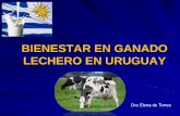 BIENESTAR EN GANADO LECHERO EN URUGUAY