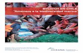 BYCATCH EN CHILE: “Amenaza a la biodiversidad marina”
