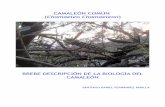 Descripción de la Biología del Camaleón