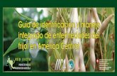 Guía de identificación y manejo integrado de enfermedades del frijol ...