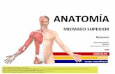 Anatoma resumenmsculos-miembrosuperior
