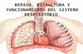 Enfermedades sistema respiratorio