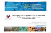 Investigación en producción de biomasa de lignocelulosa y algas ...
