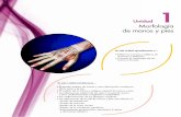 1. Morfología de manos y pies