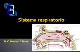 Histologia Sistema respiratorio
