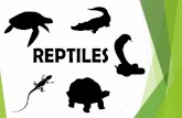 Presentación actividad reptiles en Inglés (3.º de Primaria)