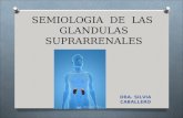 Semiologia  de  las  glandulas suprarrenales