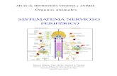1b. Sistema nervioso periférico