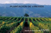 Plantación de viñedos