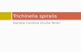 Parasitologia - Trichinella spiralis