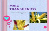 Maiz transgenico