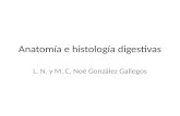 Anatomía e histología digestivas