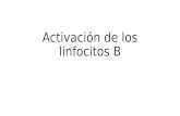 Activación de los linfocitos b