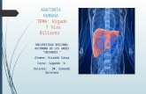 Anatomía del Hígado y vías biliares