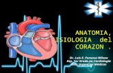 Anatomia y fisiologia del corazón