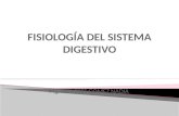 Fisiologia del Sistema Digestivo