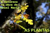 Manuel María: a natureza, as plantas