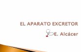 Aparato excretor EAT(2016)