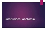 Paratiroides Anatomía
