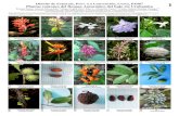 Plantas comunes del Bosque Amazónico del bajo río Urubamba