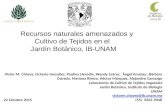 Recursos naturales amenazados y cultivo de tejidos en el Jardín Botánico, IB-UNAM - Dr. Victor M. Chávez