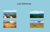 Biomas leo