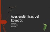Aves endémicas-del-ecuador