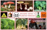 Setas y plantas toxicas