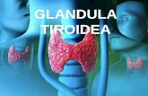 Glandula tiroides
