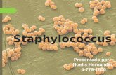 Staphylococcus sp