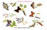 Orden lepidoptera