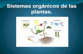Sistemas orgánicos de las plantas