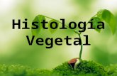 Histología vegetal