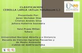 Clasificacion cebolla larga (allium fistulosum l) 201618