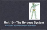 Nervous System Presentation