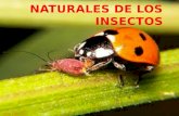 Enemigos naturales de los insectos