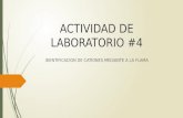 Actividad de laboratorio #4