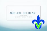 Nucleo Celular (citologia, histologia)