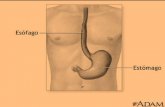 Anatomía de sistema digestivo
