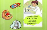 Células   y    microscopía