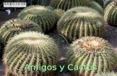 Amigos  _cactus