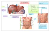 Anatomia del Higado,vias biliares y pancreas