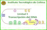 5 2-1 Transcripción en E. coli