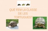 LA CLASSE DE LES TORTUGUES