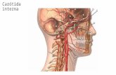 Anatomia del-cuello-parte-2-corregida