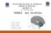 Tronco del-Encéfalo -Neuroanatomía 4B