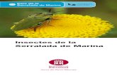 Insectes de la Serralada de Marina