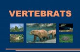 Presentació vertebrats i invertebrats